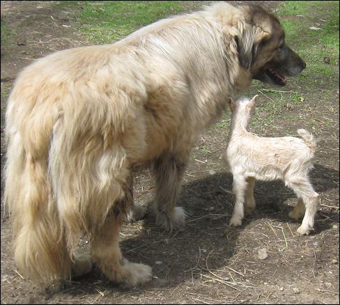 anatolian shepherd livestock guardian dogs