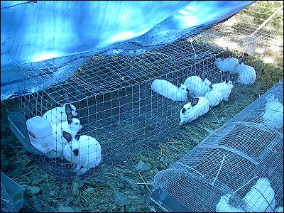 Colony Rabbits